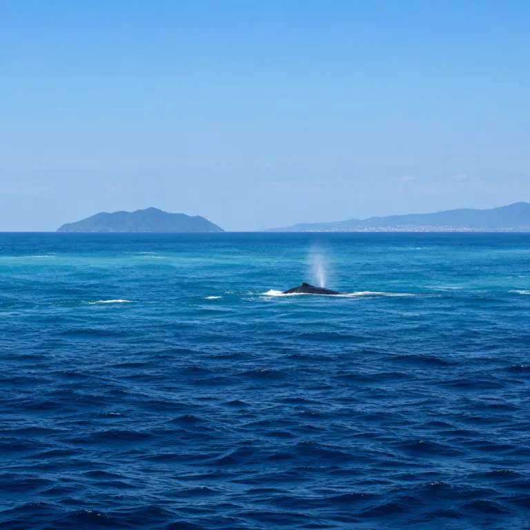 The whales are back in the Wetar Strait: the Dili and Atauro stays closest to the migration